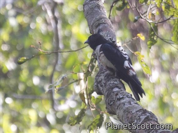Black Baza (Aviceda leuphotes)