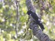 Black Baza (Aviceda leuphotes)
