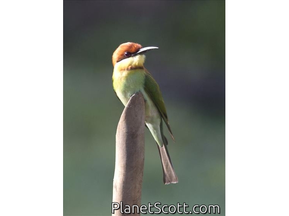 Chestnut-headed Bee-eater (Merops leschenaulti)