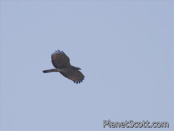 Crested Serpent-Eagle (Spilornis cheela)