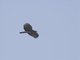 Crested Serpent-Eagle (Spilornis cheela)