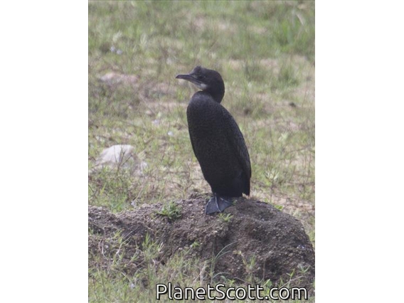 Little Cormorant (Microcarbo niger)
