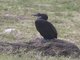 Little Cormorant (Microcarbo niger)