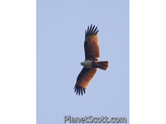 Brahminy Kite (Haliastur indus)