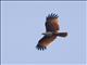Brahminy Kite (Haliastur indus)