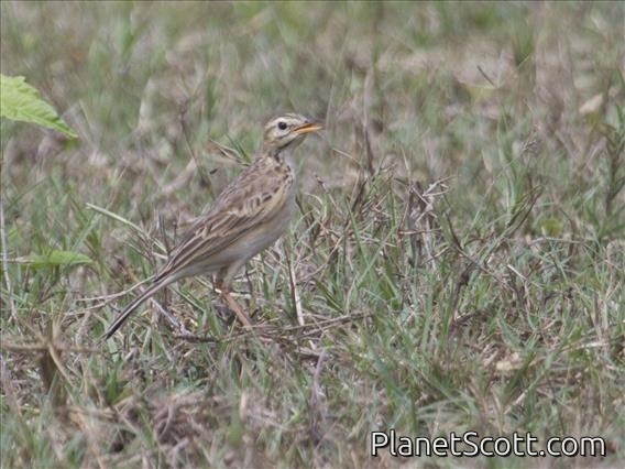 Oriental Pipit (Anthus rufulus)