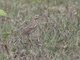 Oriental Pipit (Anthus rufulus)