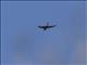 Brown-backed Needletail (Hirundapus giganteus)