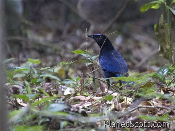 Malabar Whistling-Thrush (Myophonus horsfieldii)