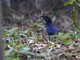 Malabar Whistling-Thrush (Myophonus horsfieldii)