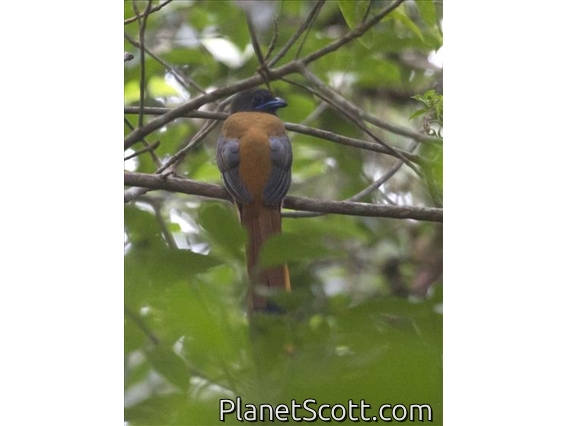 Malabar Trogon (Harpactes fasciatus)