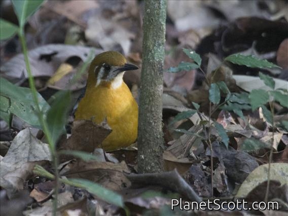 Orange-headed Thrush (Geokichla citrina)