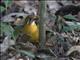 Orange-headed Thrush (Geokichla citrina)