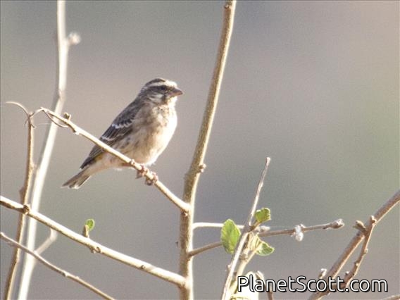 Reichenow's Seedeater (Crithagra reichenowi)