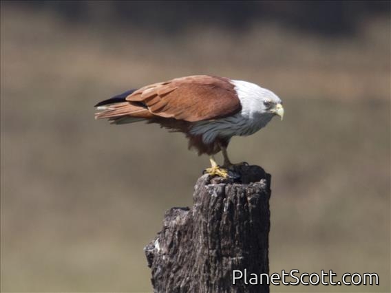 Brahminy Kite (Haliastur indus)