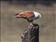 Brahminy Kite (Haliastur indus)
