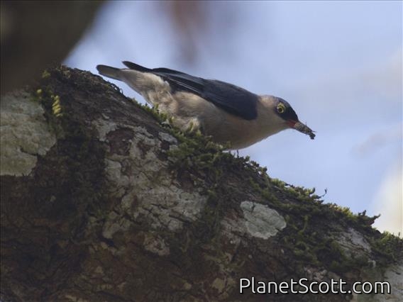 Velvet-fronted Nuthatch (Sitta frontalis)