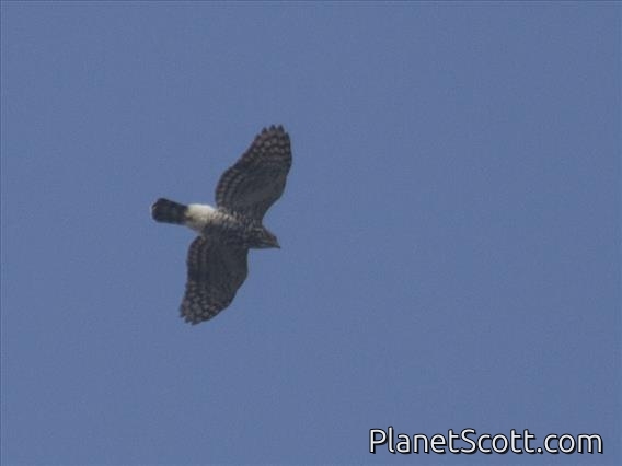 Crested Goshawk (Lophospiza trivirgatus)