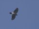 Crested Goshawk (Lophospiza trivirgatus)