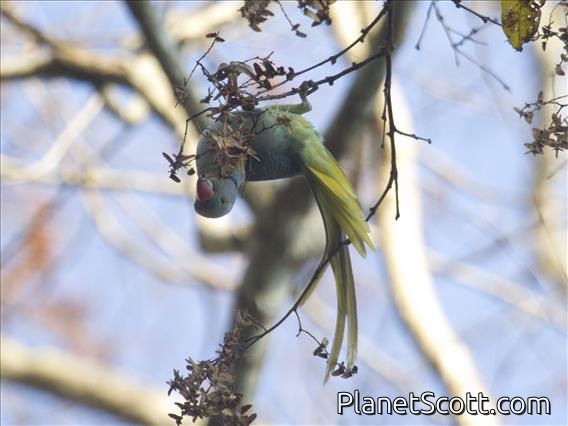 Malabar Parakeet (Psittacula columboides)