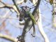 Malabar Parakeet (Psittacula columboides)