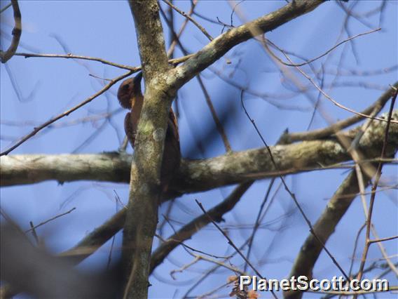 Rufous Woodpecker (Micropternus brachyurus)