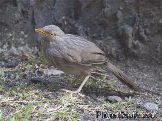 Jungle Babbler (Turdoides striata)