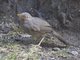 Jungle Babbler (Turdoides striata)