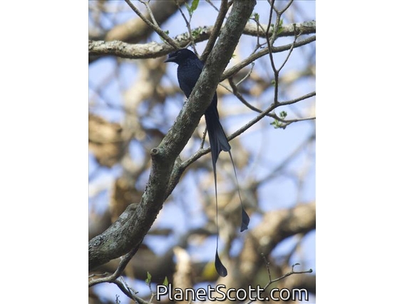 Greater Racket-tailed Drongo (Dicrurus paradiseus)