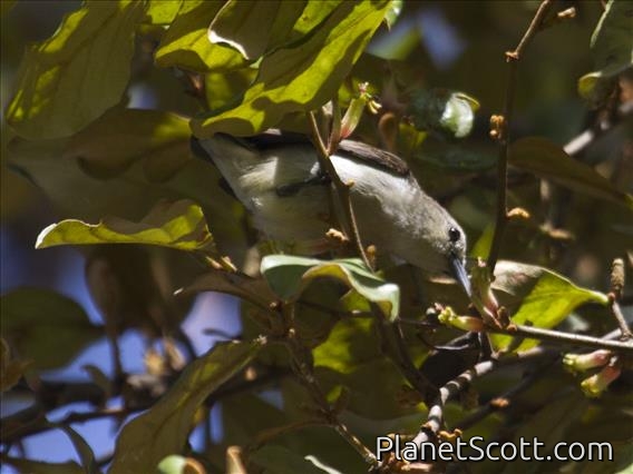 Nilgiri Flowerpecker (Dicaeum concolor)