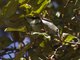 Nilgiri Flowerpecker (Dicaeum concolor)