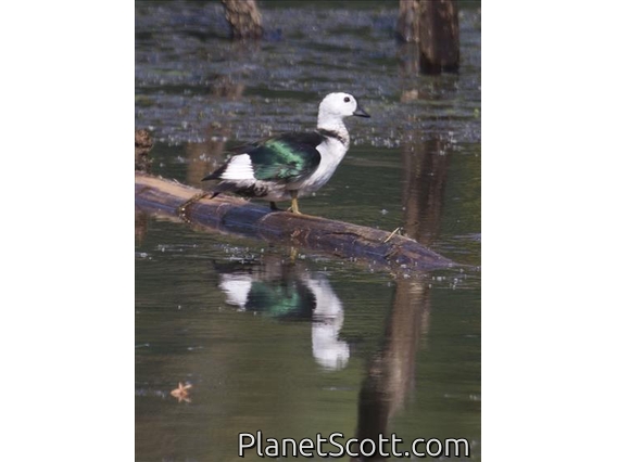 Cotton Pygmy-goose (Nettapus coromandelianus)