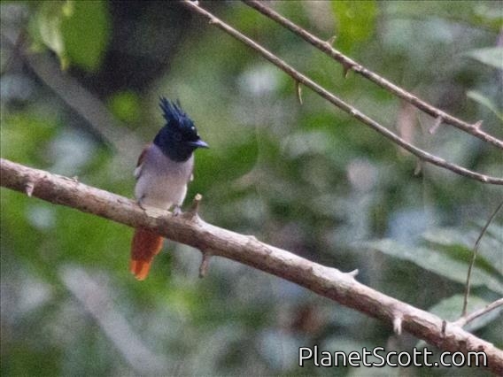 Indian Paradise-Flycatcher (Terpsiphone paradisi)