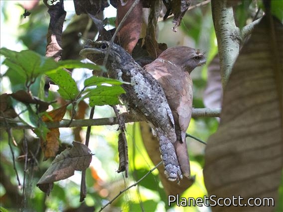 Ceylon Frogmouth (Batrachostomus moniliger)
