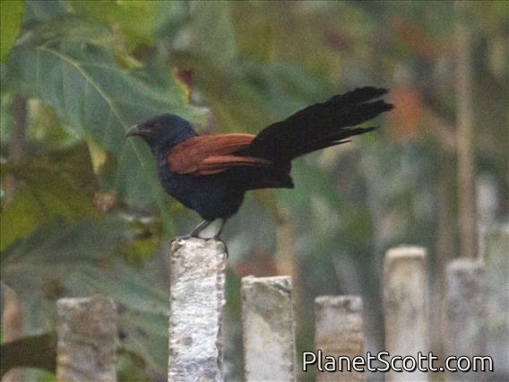 Greater Coucal (Centropus sinensis)