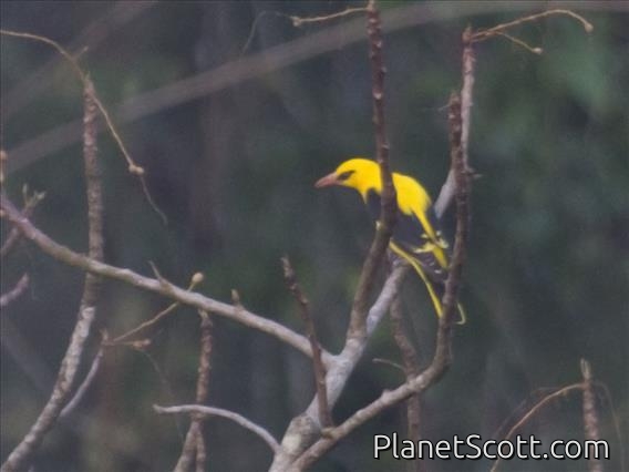 Indian Golden Oriole (Oriolus kundoo)