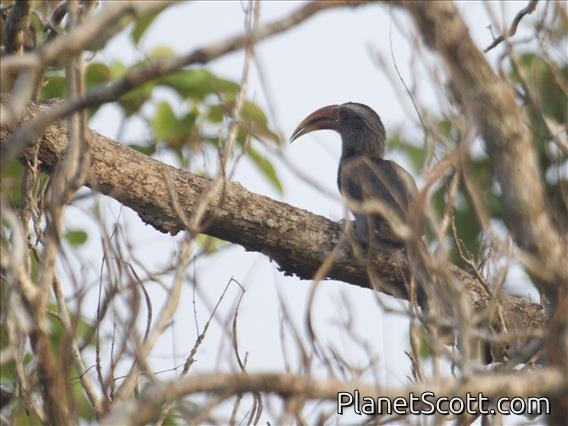 Malabar Gray-Hornbill (Ocyceros griseus)
