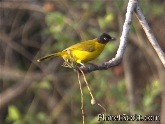 Flame-throated Bulbul (Pycnonotus gularis)