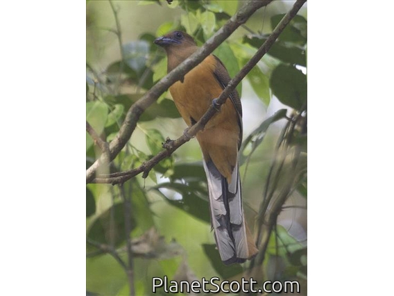 Malabar Trogon (Harpactes fasciatus) - Female
