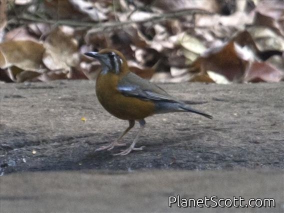 Orange-headed Thrush (Geokichla citrina)