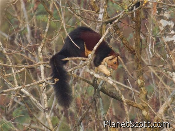 Indian Giant Squirrel (Ratufa indica)