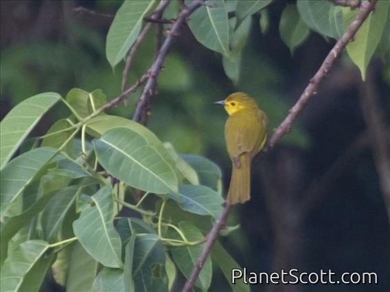 Yellow-browed Bulbul (Iole indica)