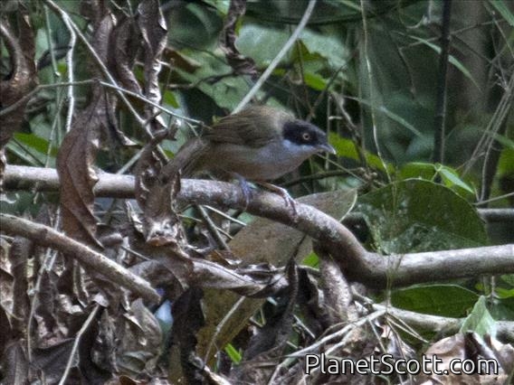 Dark-fronted Babbler (Rhopocichla atriceps)