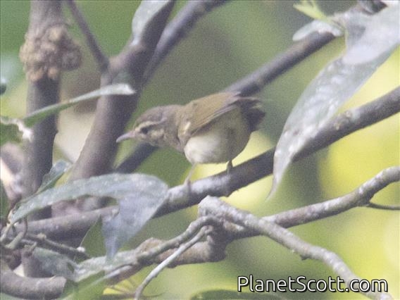 Greenish Warbler (Phylloscopus trochiloides)