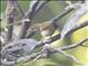 Greenish Warbler (Phylloscopus trochiloides)