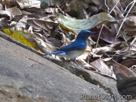 Blue-throated Flycatcher (Cyornis rubeculoides) - Male