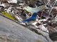 Blue-throated Flycatcher (Cyornis rubeculoides) - Male