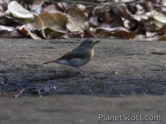Blue-throated Flycatcher (Cyornis rubeculoides) - Female