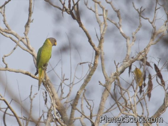 Plum-headed Parakeet (Psittacula cyanocephala)