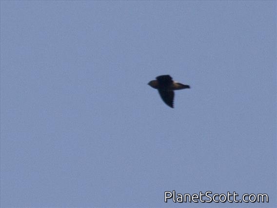 White-rumped Needletail (Zoonavena sylvatica)